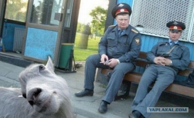 Фотожаба: Про ГАИ