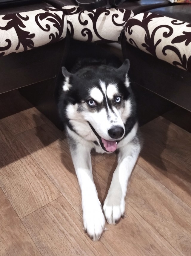 Собачья милота 11.03.21