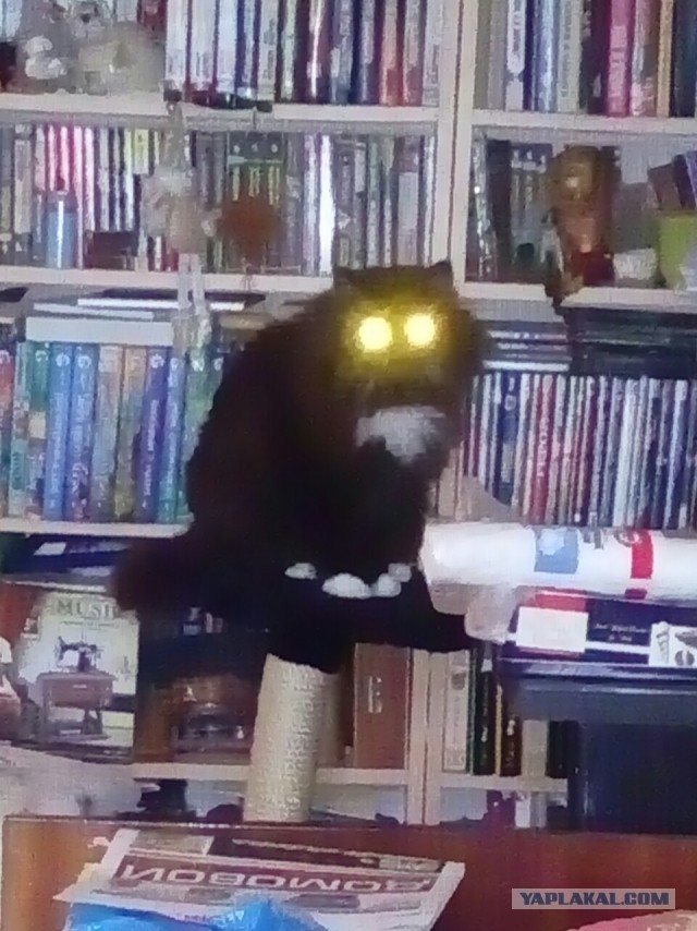 Погнали! С котовторником, други!
