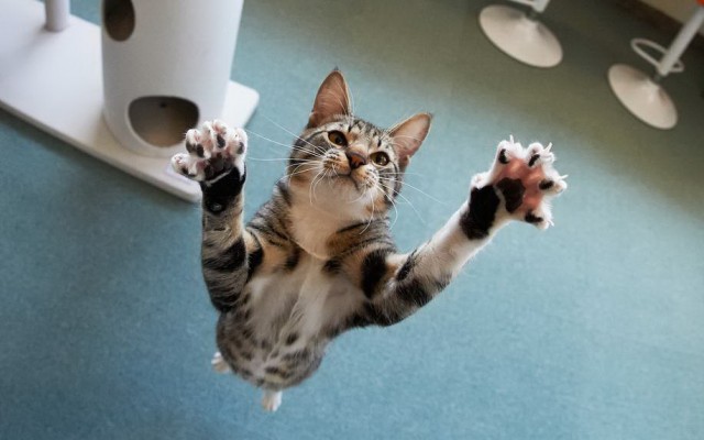 Разные котики