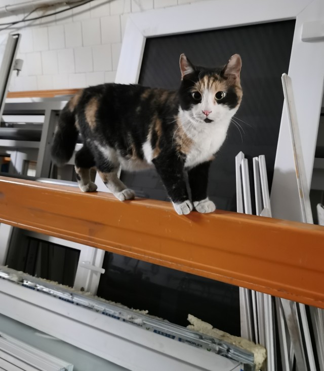 К котовторнику