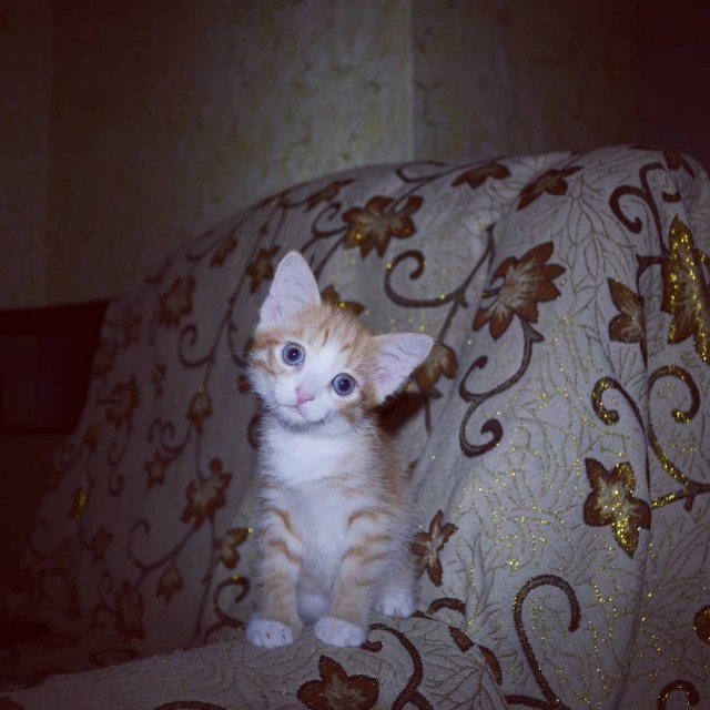 Вы, что спите? Вставайте, котовторник же!