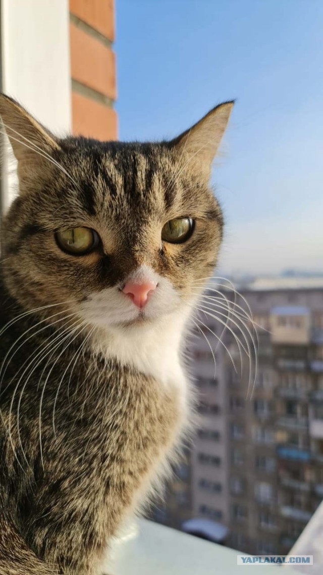 Котовторник 25.01.22