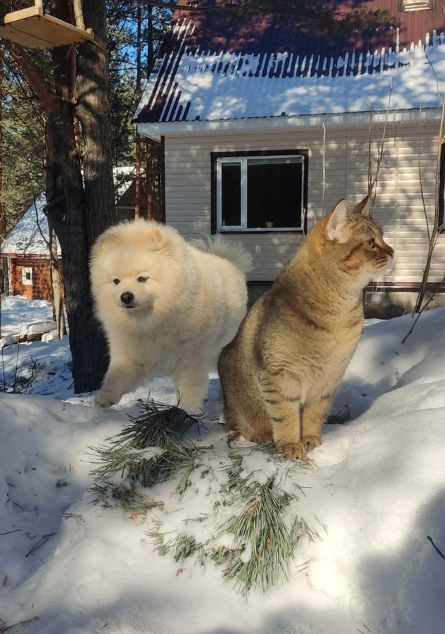 А это моё новое чудо