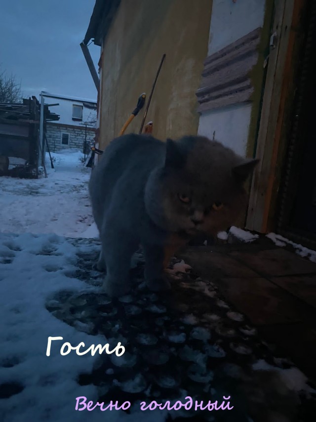 Жизнь домашнего приюта "Котоленд" 329