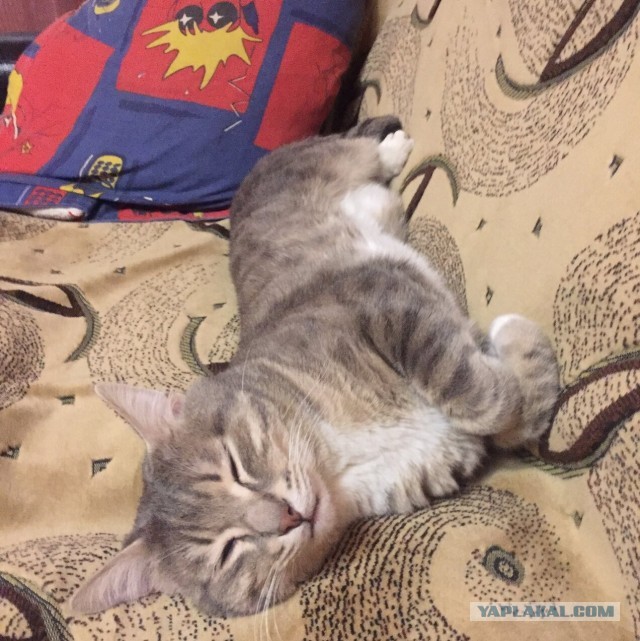 Мейнкун перебежчик, больше не кiт