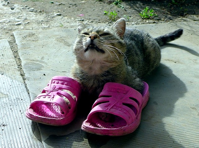 "Мой" котовторник