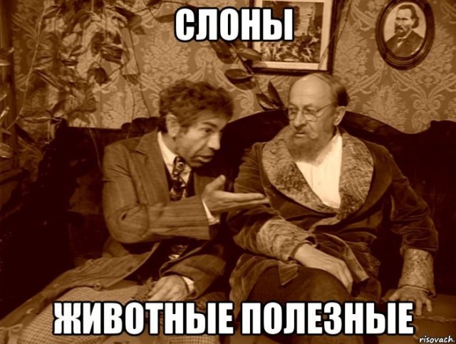 Какие же они умные, Животные