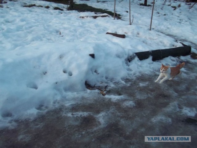 Жизнь домашнего приюта для котеек 427