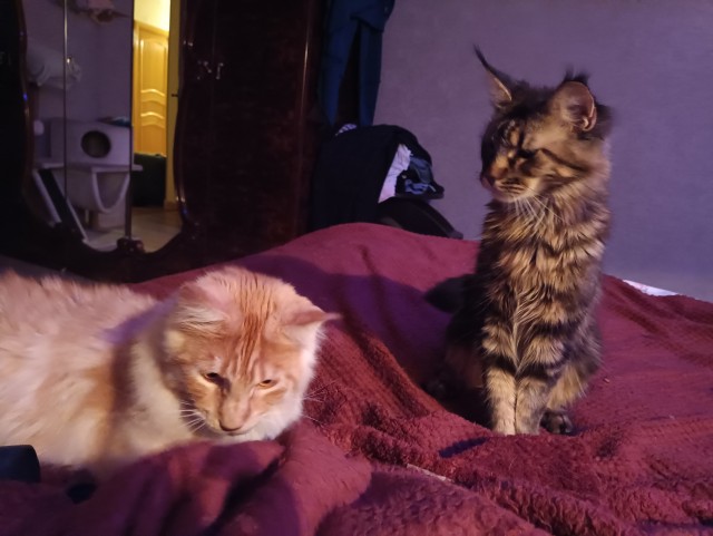 Кошка