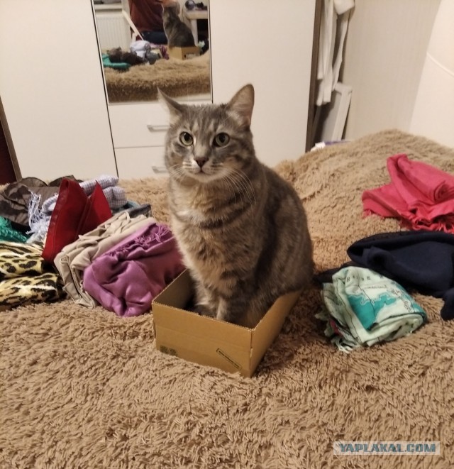 Начинаем котовторник.