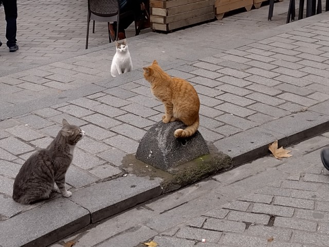 Отношение к кошкам в Турции