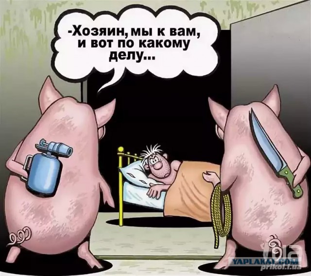 Чем домашняя свинья отличается от дикого кабана?