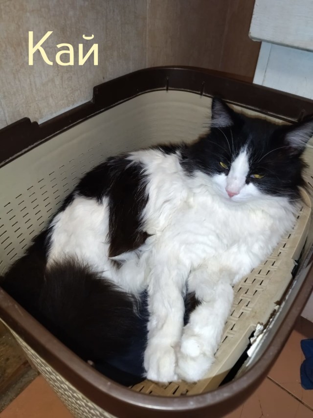 Жизнь домашнего приюта "Котоленд" 417