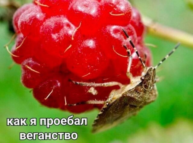 Нуштош 05.06.2024