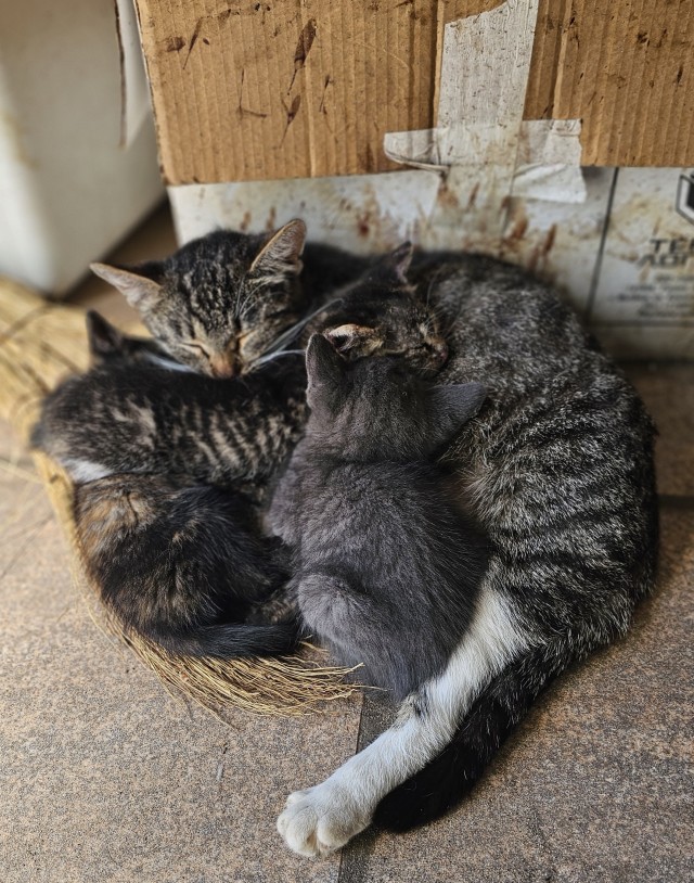 Котовтоник в картинках