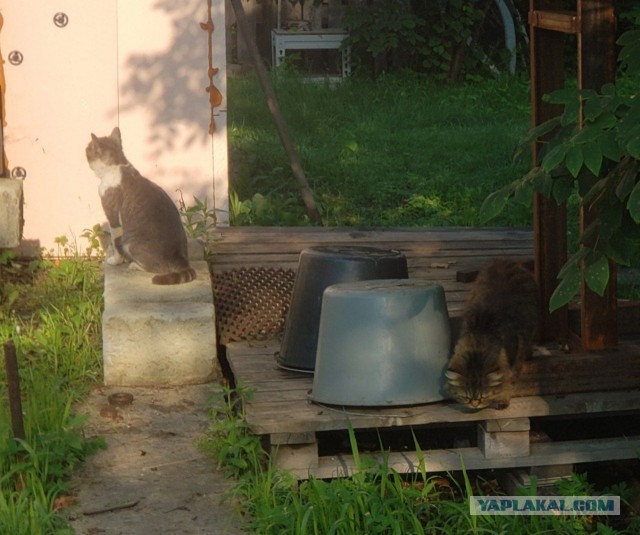 Котовтоник в картинках