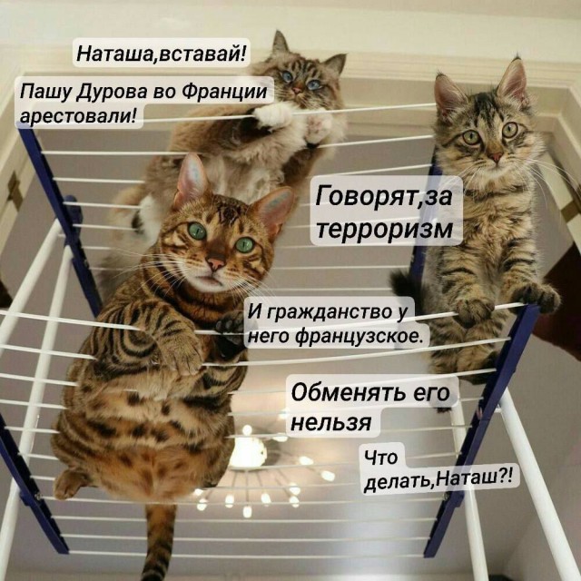 Покажи им свой значок, Паша