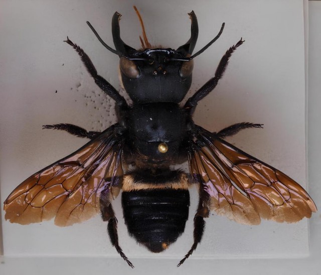 Самая большая пчела на Земле