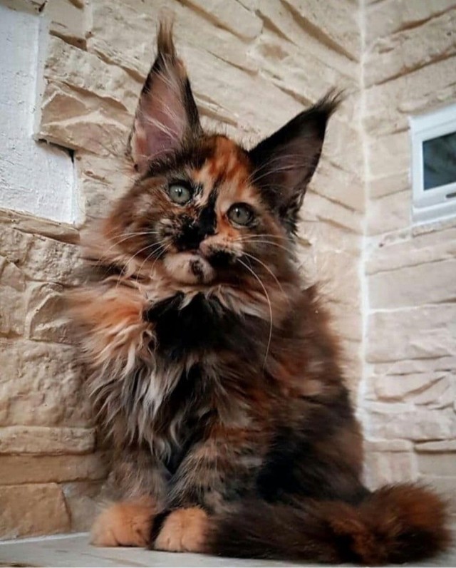 Котовторник! Успел!)