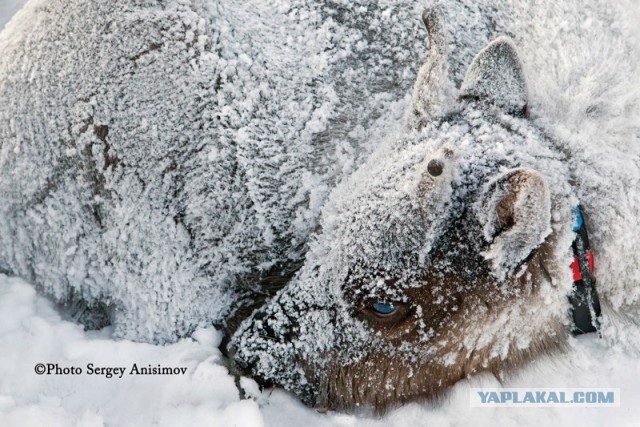 Красота! Лето на Ямале. Фото