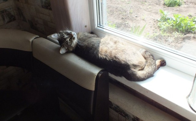 Котовторник
