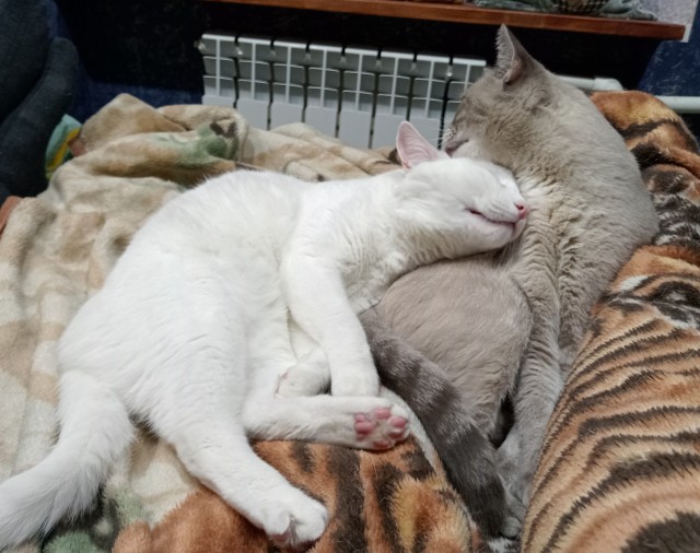 Раб в квадрате. Котовторник же.