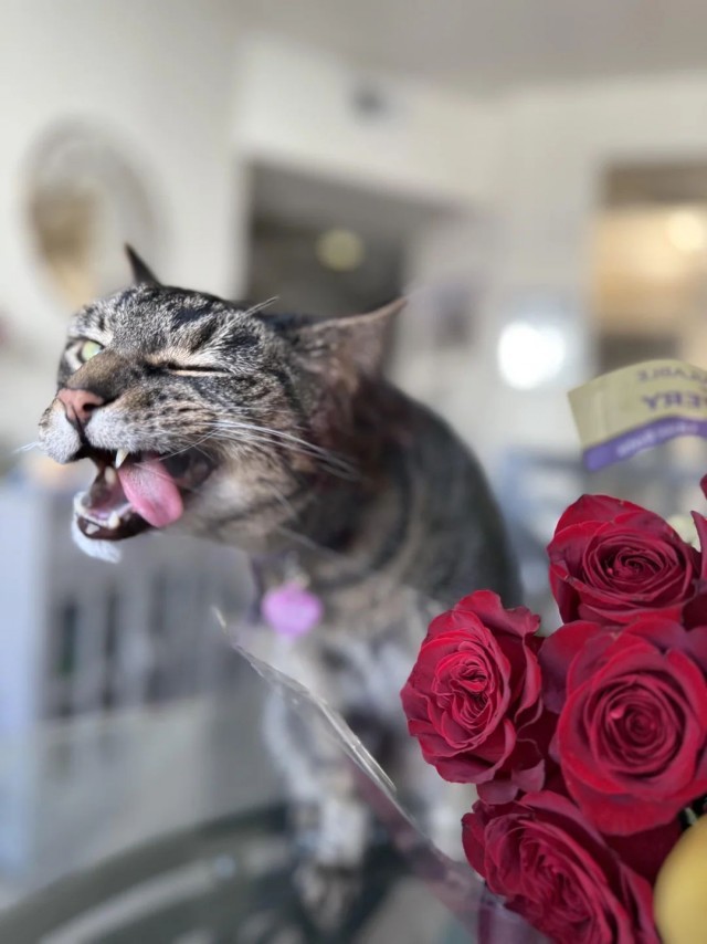 ФотоВинегрет