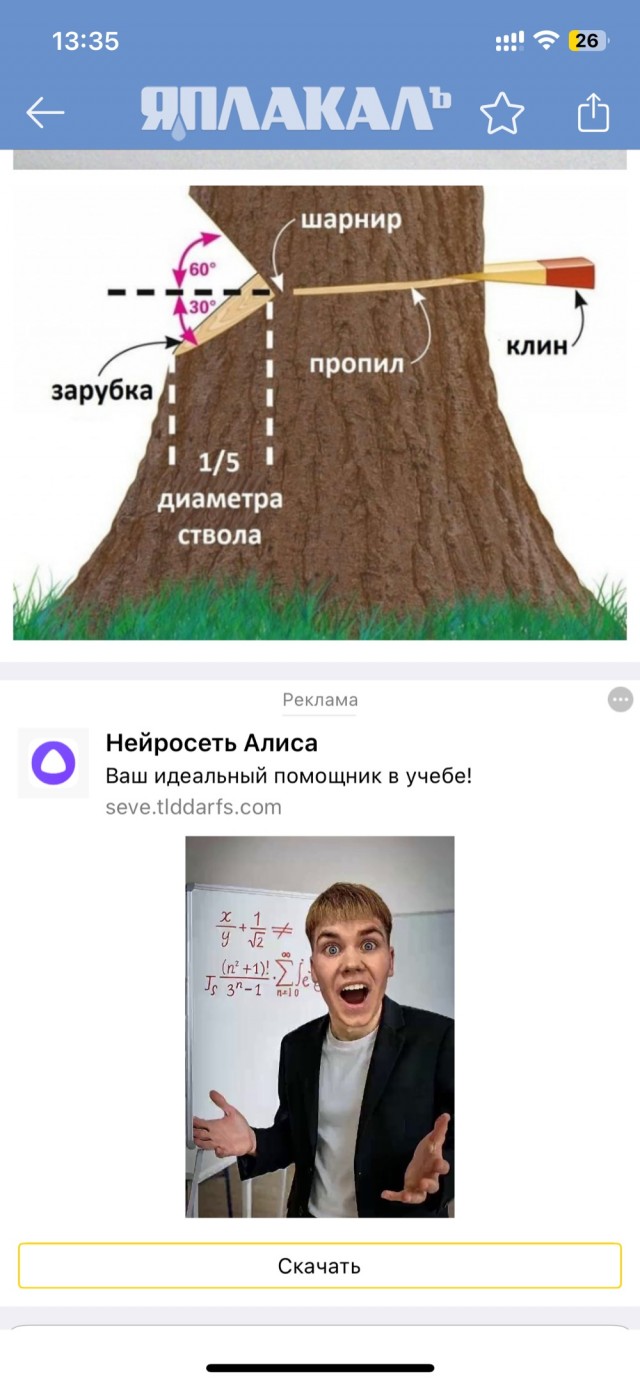 Безопасный метод валки деревьев