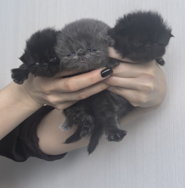 Растет смена