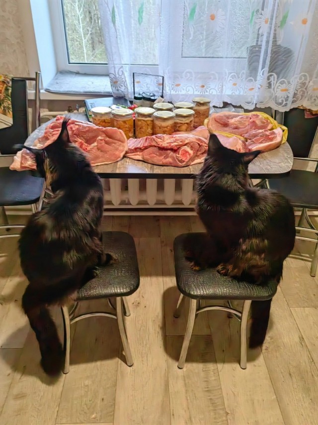 Ешь мясо, мясо, мясо