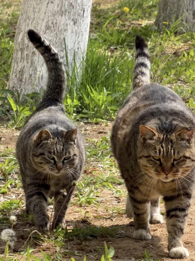 Парочка (котовторник)