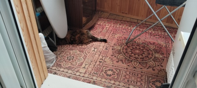 Найди кота!
