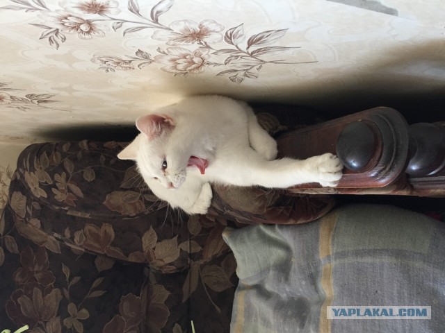 Кошкина зевота
