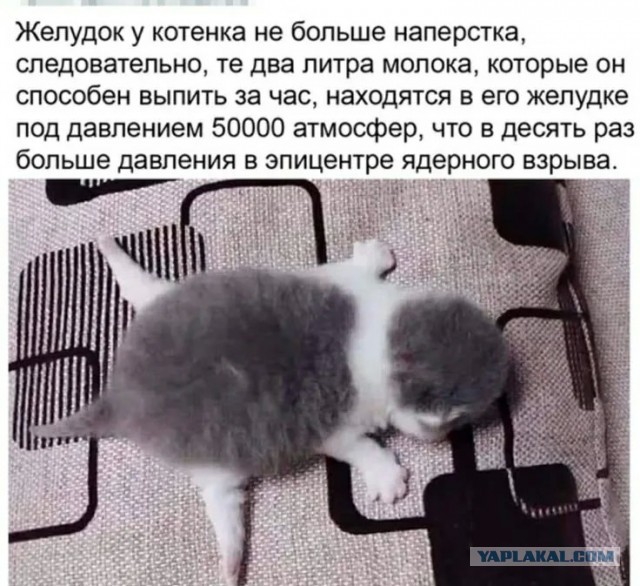 Сколько грамм в сутки ест ваш котик?