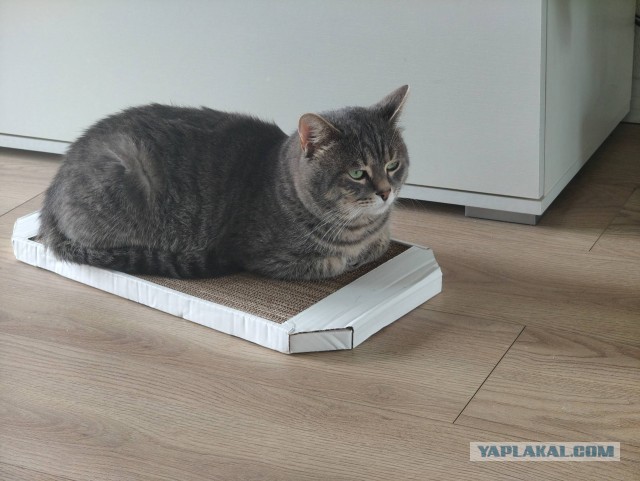 Фотки красивого кота.