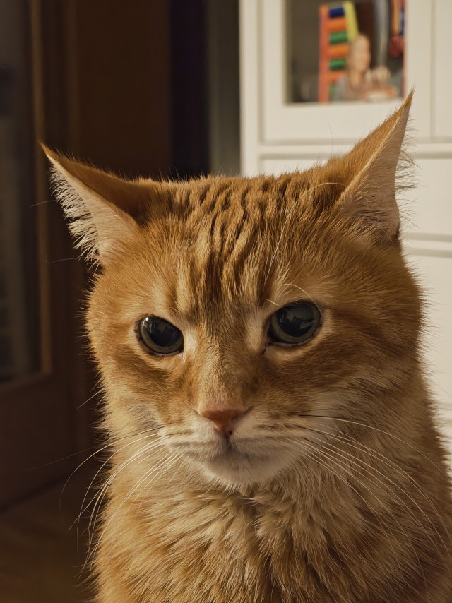 Очередной котовторник