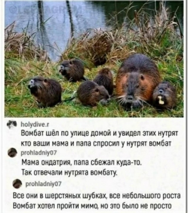 Картинки для деградации 294 (разной степени свежести)