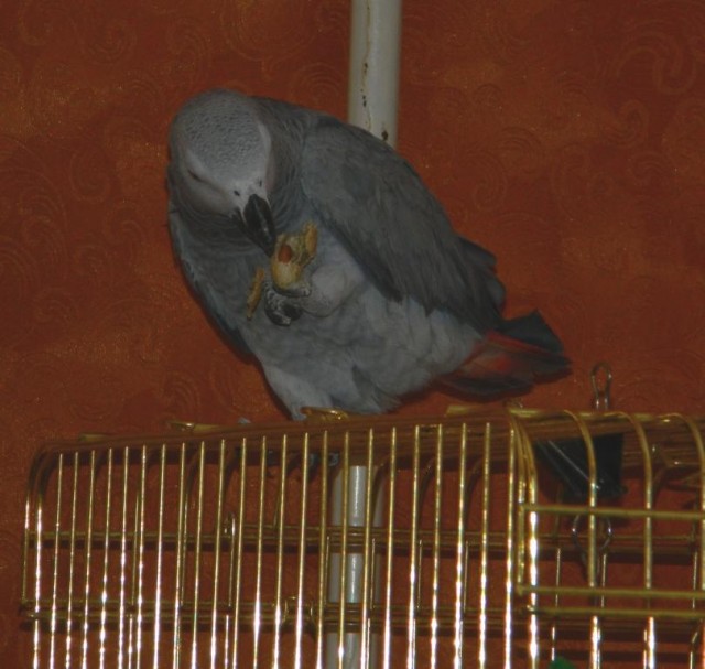 Серый попугай жако