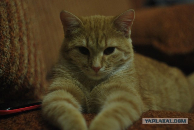 Котовторник 29.04.14.