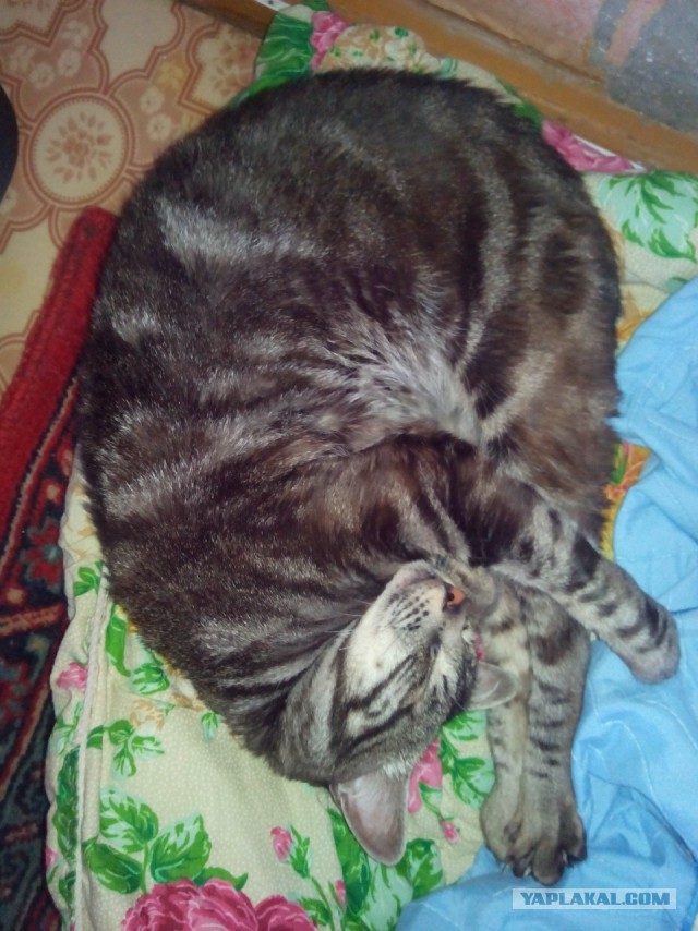 Котовторник 10.06.2014