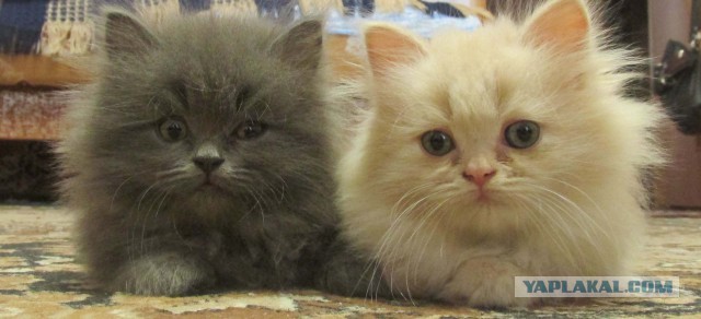 Котовторник 17.06.2014