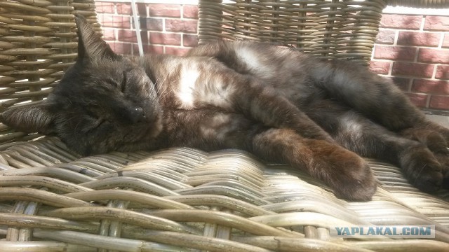 Котовторник 22.07.14