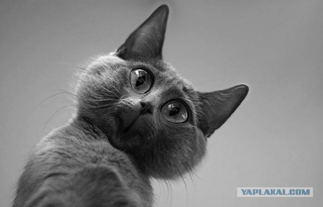 "Тааак, чёйта у нас тут?"