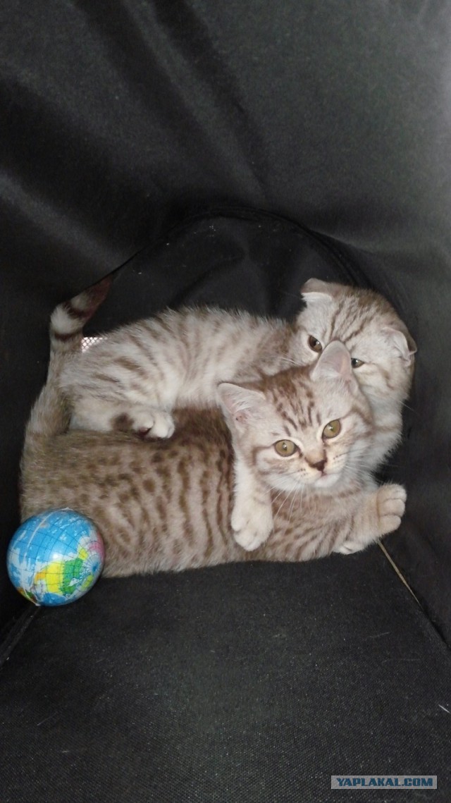 Котовторник 16.09.14