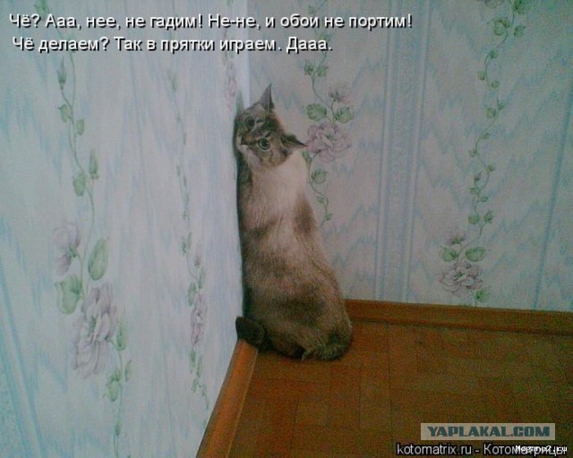 Кошачий Hardcore