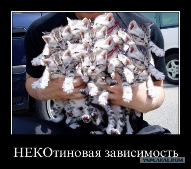 Весёлое из сети