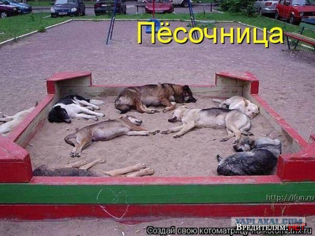 Терпение лопнуло: жители Петербурга, устроили расправу над догхантерами