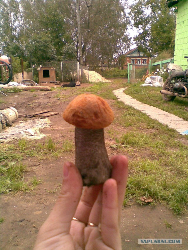 Эх, уже не терпится..грибочки!