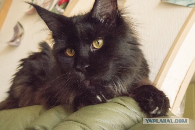Котовторник 31.03.2015